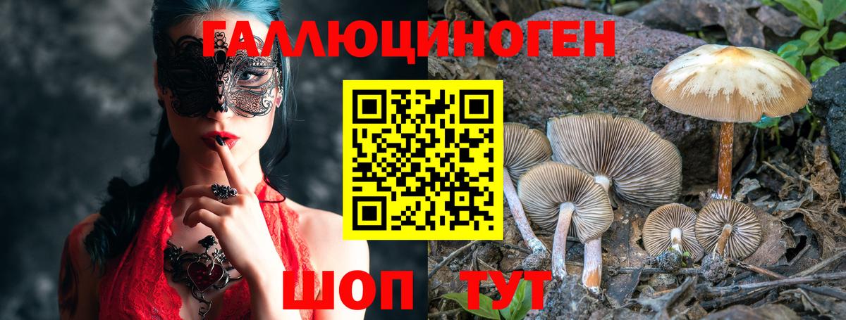 Галлюциногенные грибы Psilocybe Дедовск